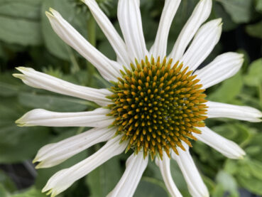 Spindly Coneflower 120 Jigsaw Puzzle