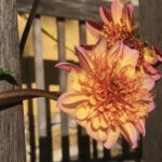 Blushing Gold Dahlia picture puzzle