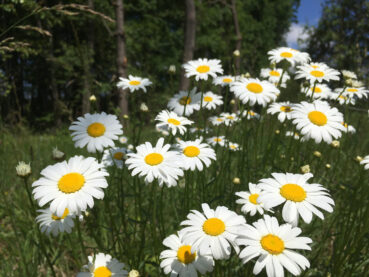 Daisies Growing Wild 35 Online Puzzle