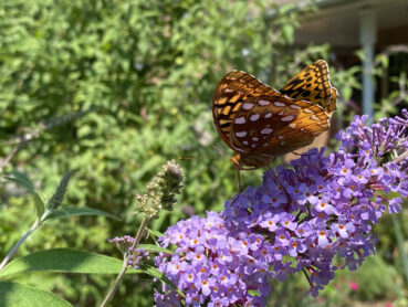 Great Spangled Fritillary 220 Online Puzzle