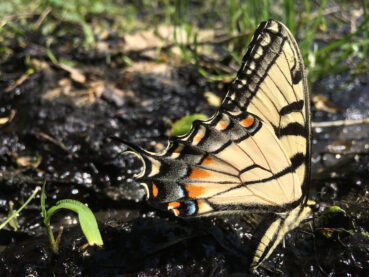 Tiger Swallowtail 120 Online Puzzle