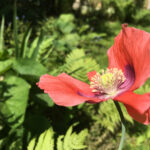 Wild Opium Poppy 120 Online Jigsaw