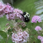 Bee on Japanese Meadowsweet 120 Jigsaw