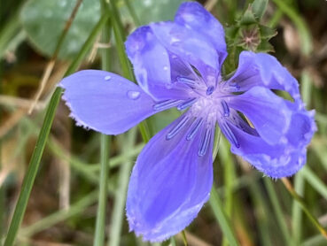 Common Chicory 220 Jigsaw Puzzle