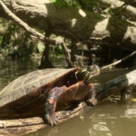 Eastern Painted Turtle 120 Jigsaw Puzzle