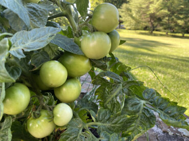 Fried Green Tomatoes 35 Online Puzzle