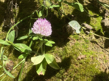 Red Clover 120 Jigsaw Puzzle