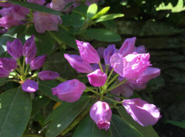 Rhododendron in Bloom 35 Online Jigsaw