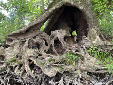 Tree Roots at Creek Bank 120 Online Puzzle