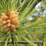 Baby Pine Cone 120 Jigsaw Puzzle