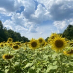 Field of Sunflowers 120 Jigsaw Puzzle