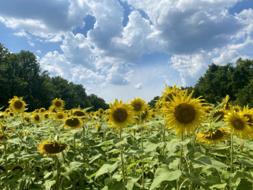 Field of Sunflowers 120 Jigsaw Puzzle