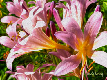 Guernsey Lilies 120 Jigsaw Puzzle