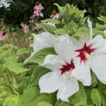 Hibiscus and Coneflowers 120 Jigsaw Puzzle