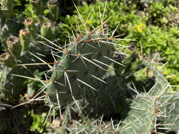 Prickly Pear Cactus 220 Jigsaw