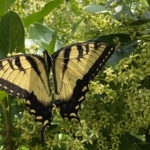 Swallowtail Butterfly 120 Jigsaw Puzzle