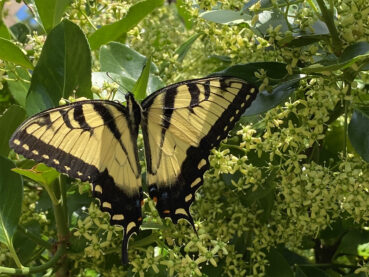 Swallowtail Butterfly 220 Jigsaw Puzzle