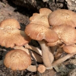Cluster of Mushrooms 120 Jigsaw Puzzle