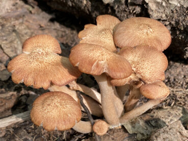 Cluster of Mushrooms 120 Jigsaw