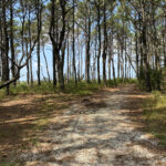 Eastern Shore 120 Jigsaw Puzzle
