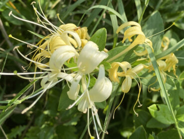 Honeysuckle 220 Jigsaw Puzzle