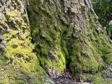 Moss and Tree Trunk 220 Jigsaw