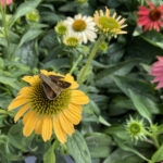 Moth on the Coneflower 120 Jigsaw Puzzle