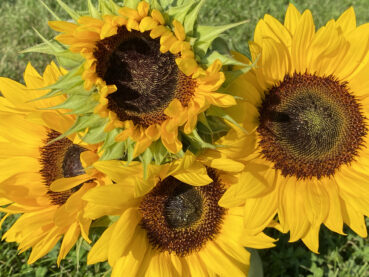 Vase of Sunflowers 120 Jigsaw