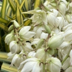Weeping Yucca 120 Jigsaw Puzzle