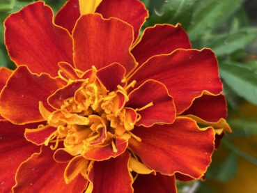 African Marigold 120 Jigsaw Puzzle