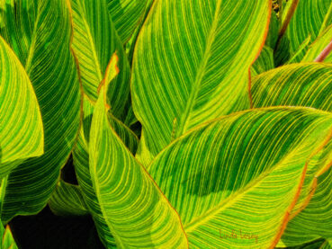 Canna Lily Leaves 120 Jigsaw Puzzle