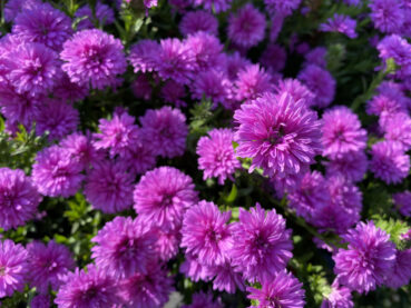 China Aster 70 Jigsaw Puzzle