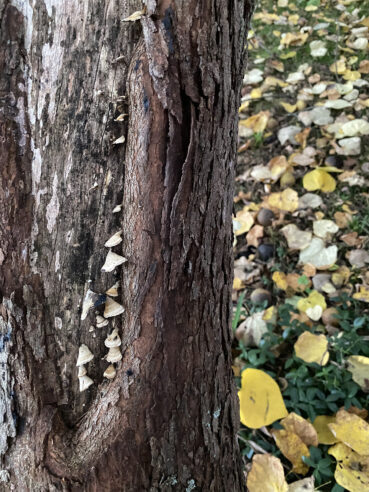 Fall Fungus 180 Jigsaw
