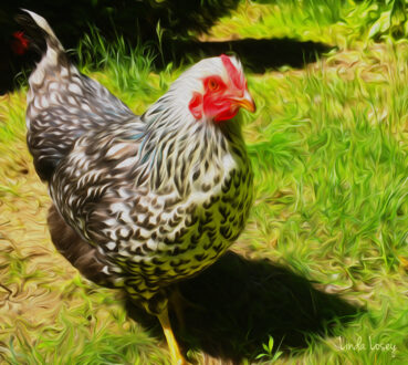 Lacey the Chicken 120 Jigsaw Puzzle