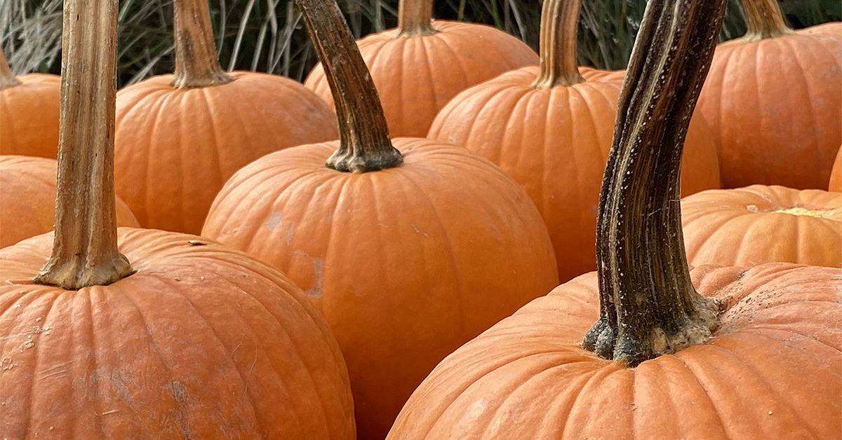 World of Pumpkins 1000 Piece Puzzle
