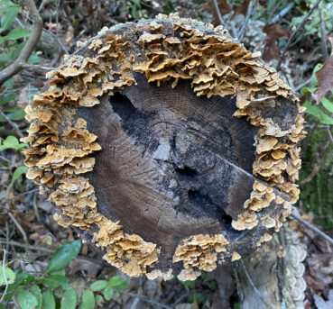 Ring of Fungus 180 Jigsaw Puzzle