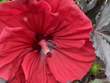 Tropical Hibiscus 120 Jigsaw Puzzle