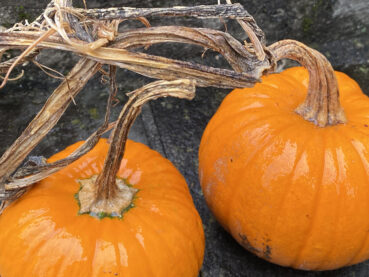 Two Pumpkins 35 Jigsaw Puzzle