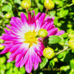 Annual Aster 120 Jigsaw Puzzle