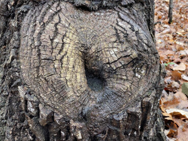 Old Tree Burl 35 Jigsaw Puzzle