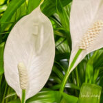 Peace Lily 120 Jigsaw Puzzle
