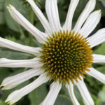 Spindly Coneflower 120 Jigsaw Puzzle