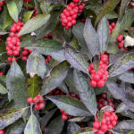 Winter Berry 120 Jigsaw Puzzle