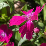 Bearded Pink Dianthus 120 Jigsaw Puzzle