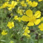 Creeping Buttercups 120 Jigsaw Puzzle