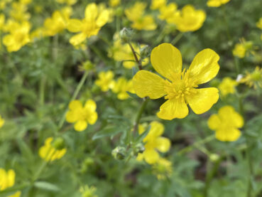 Creeping Buttercups 35 Jigsaw Puzzle