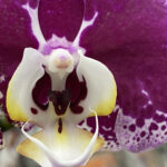 Purple Orchid 120 Jigsaw Puzzle