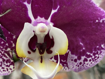 Purple Orchid 35 Jigsaw Puzzle