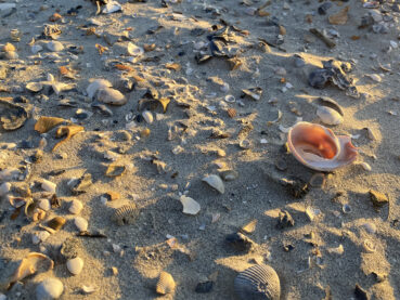 Seashells by the Seashore 180 Jigsaw